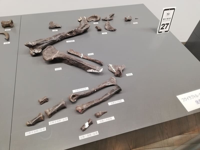 フクイラプトルの化石