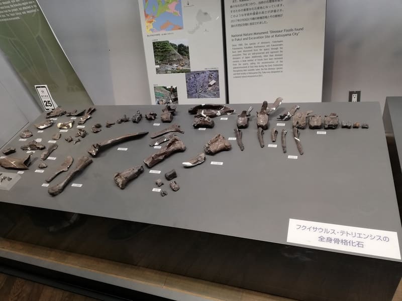 フクイサウルス　化石