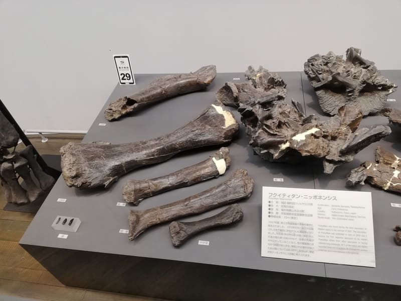 フクイティタンの化石