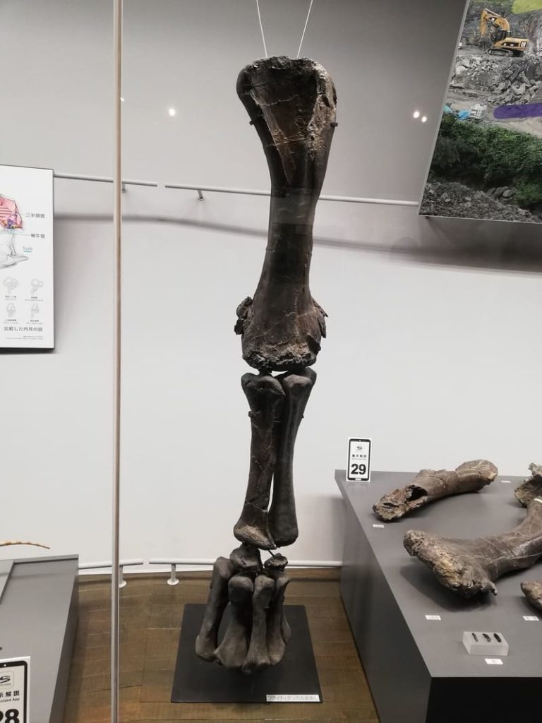 フクイティタン　左前あし