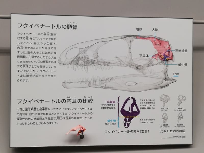 フクイベナートルCTスキャン説明