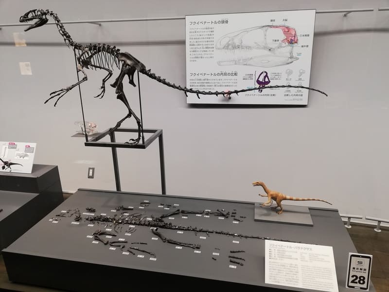 フクイベナートル