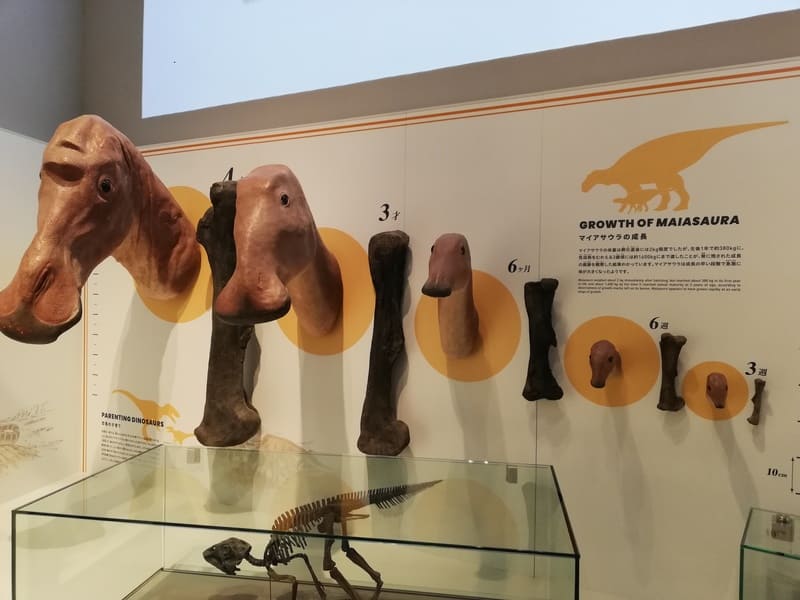 マイアサウラの成長 