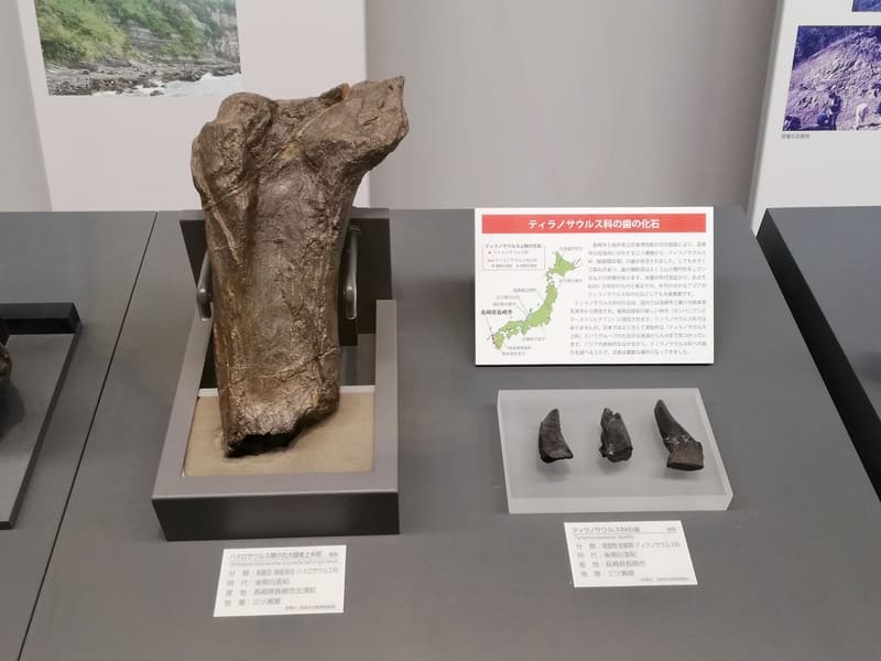 長崎県　ハドロサウルス類右大腿骨とティラノサウルス類の歯