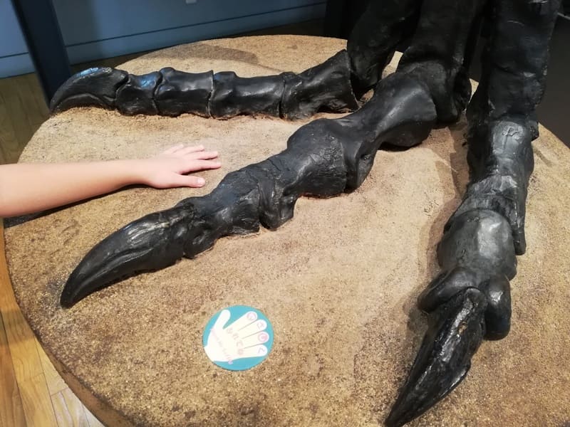 触れるティラノサウルスの足先