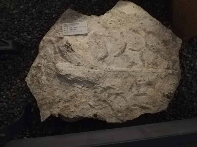 イグアノドン類の足跡化石