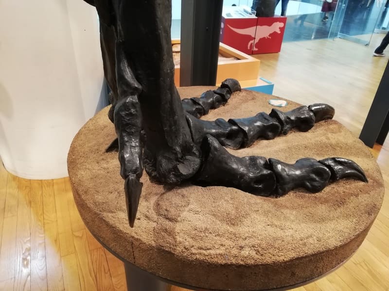 ティラノサウルスの左後ろあし