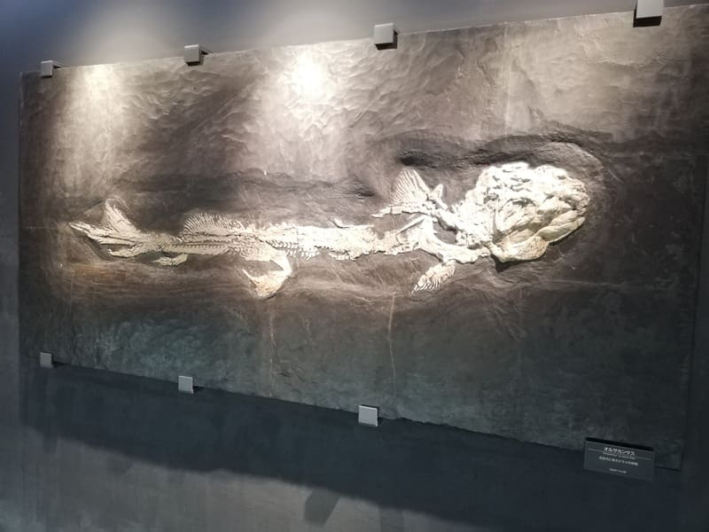 オルサカンサス（古代のサメの仲間）