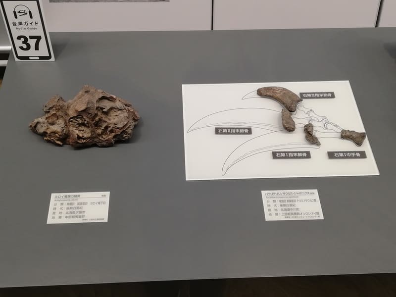 北海道　パラリテリジノサウルスの右前あしの末節骨と中手骨/ノドサウルス科の頭と首の一部 