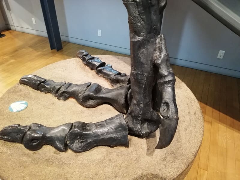 ティラノサウルスの右後ろあし