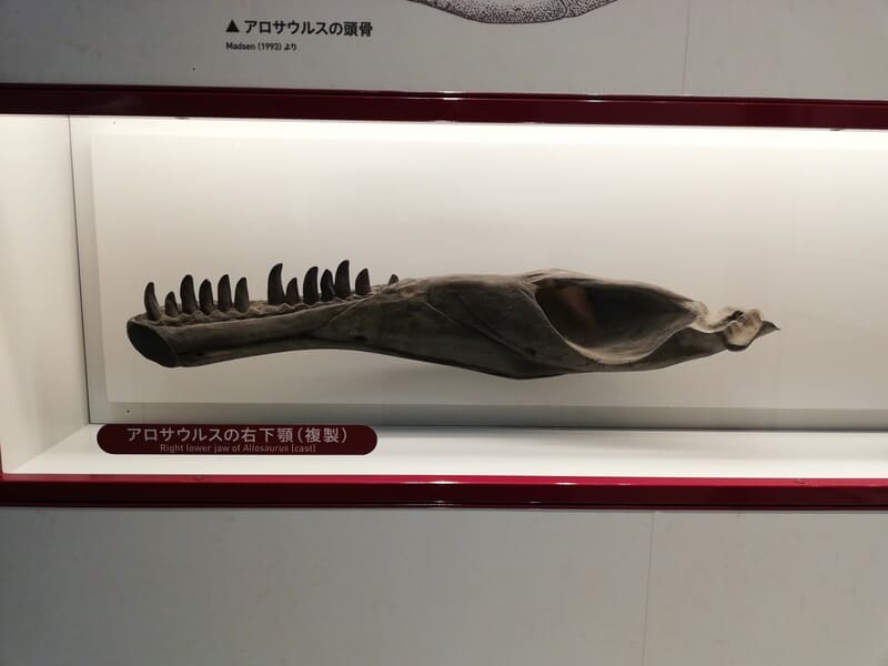 アロサウルスの右下あご 