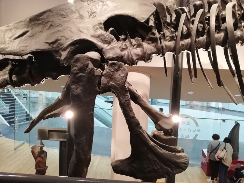 ティラノサウルスの仙椎と仙肋骨