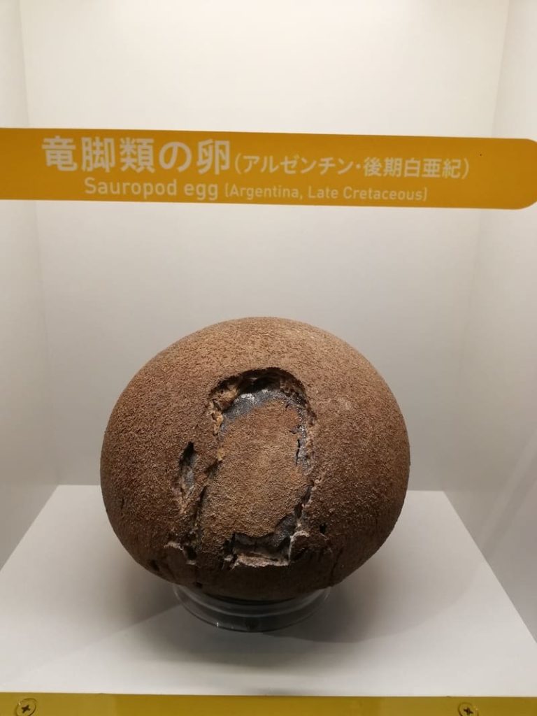 竜脚類の卵