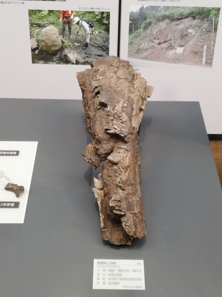 岩手県　竜脚類の上腕骨 