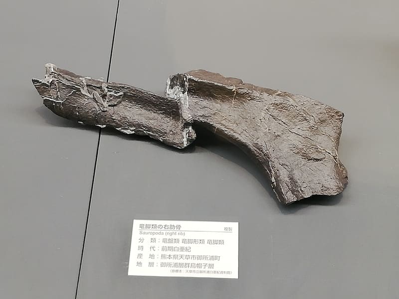 天草市　大型竜脚類の右肋骨の一部 