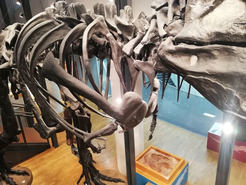 ティラノサウルスの肩骨と前あし
