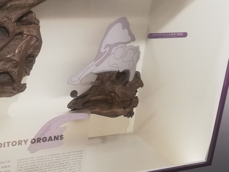 コリトサウルスの頭骨