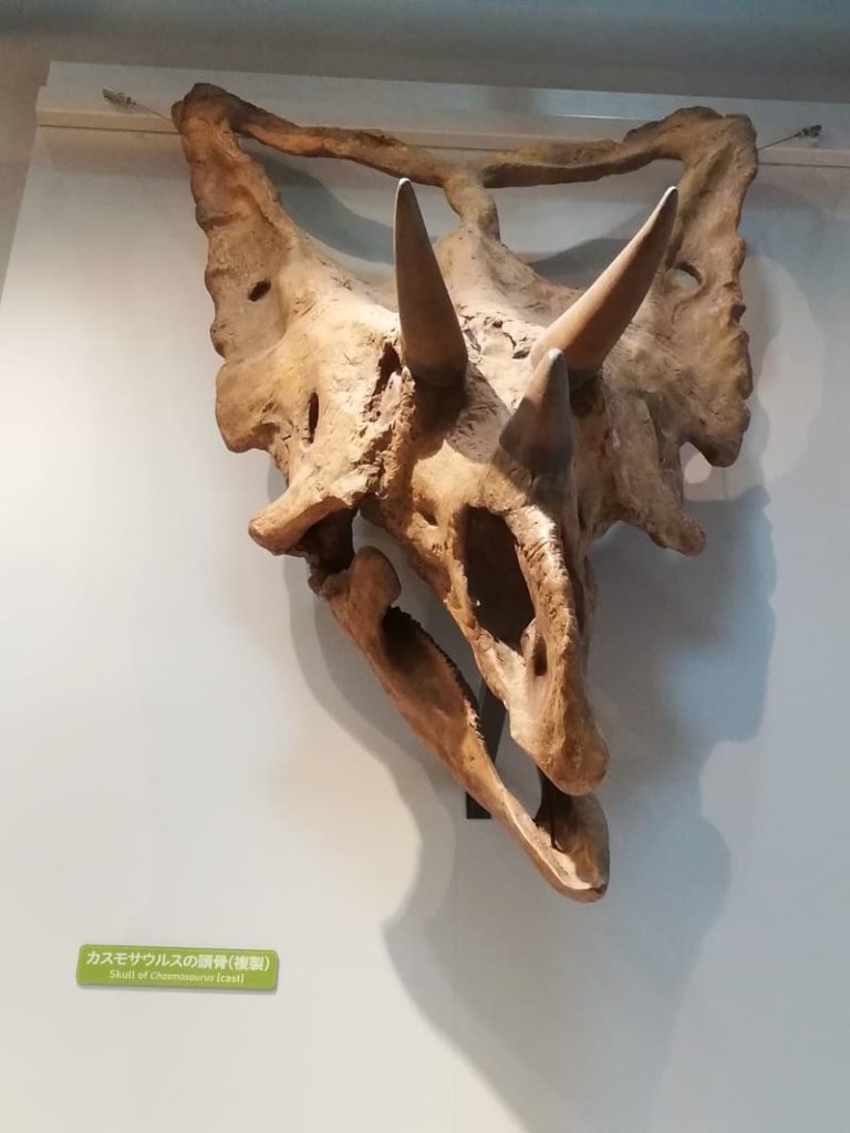 カスモサウルスの頭骨 