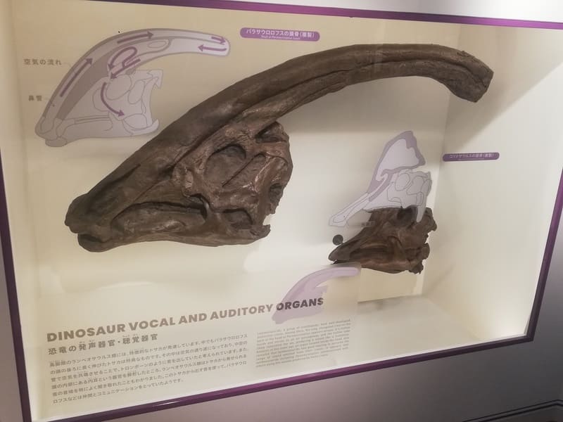 パラサウロロフスの頭骨