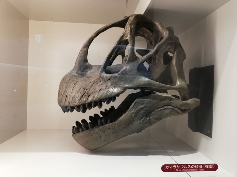カマラサウルスの頭骨