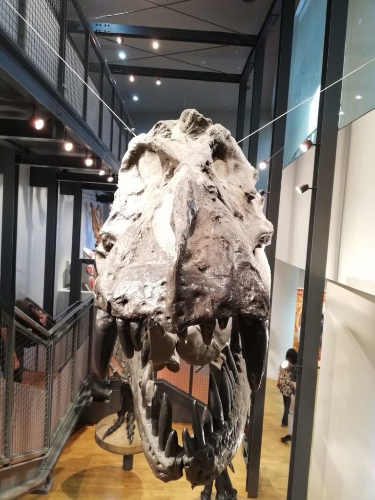 ティラノサウルスの頭骨