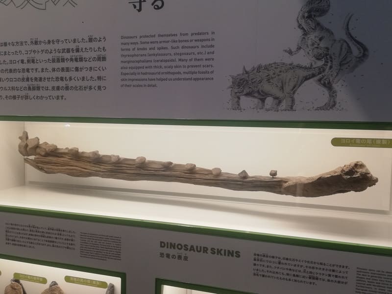 アンキロサウスル科の尾 