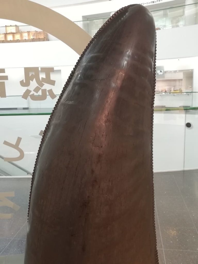 ティラノサウルスの歯模型