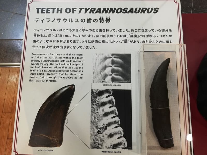 ティラノサウルスの歯の特徴