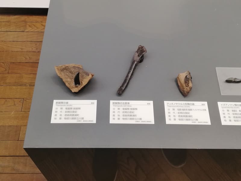 徳島県　竜脚類の歯/獣脚類の歯/獣脚類の脛骨（スネの骨） 