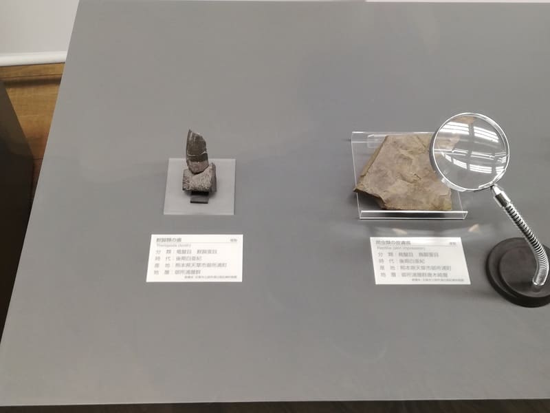 天津市　獣脚類の歯