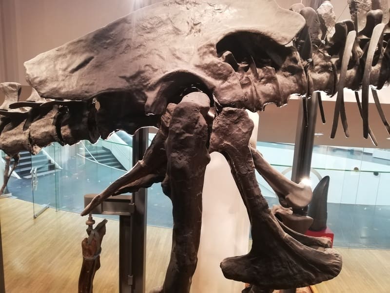 骨盤と後ろあし 