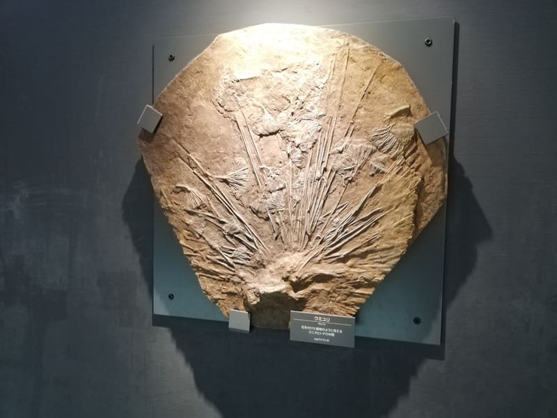 ウミユリの化石