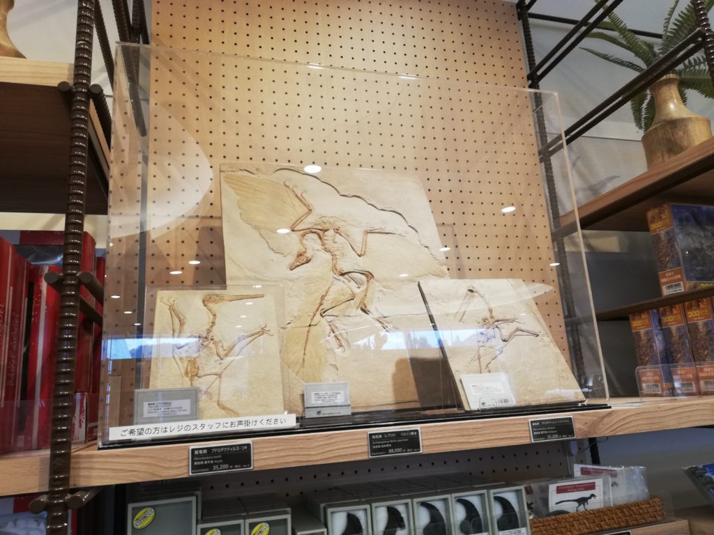 レプリカ標本（始祖鳥、プテロダクティルス）