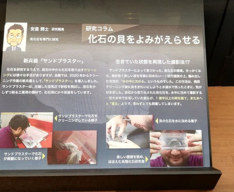 化石の貝をよみがえらせる 