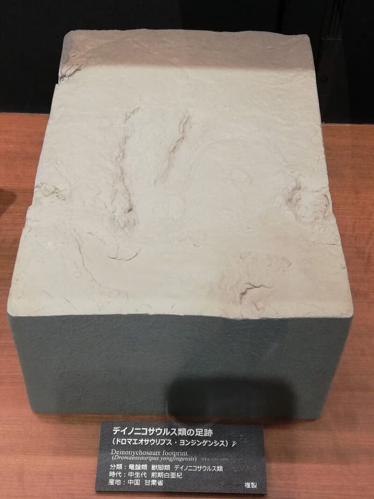 デイノニコサウルス類の足跡（ドロマエオポドゥス科）