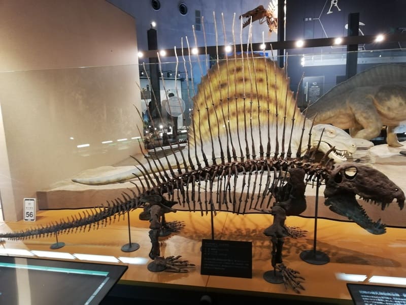 ディメトロドン