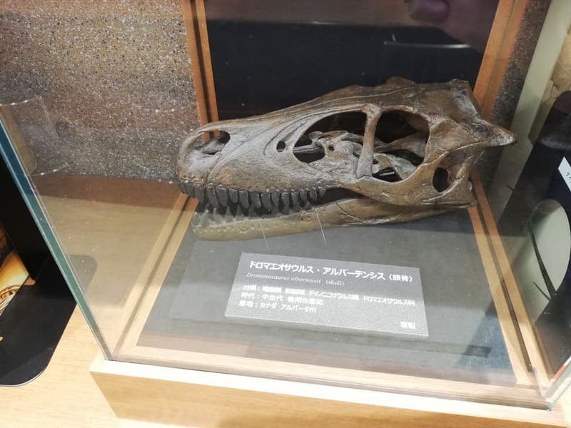 ドロマエオサウルス（頭骨）