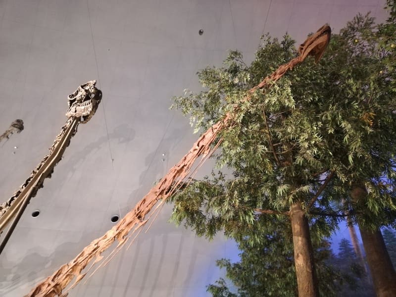 スロープから見たカマラサウルスとマメンチサウルス