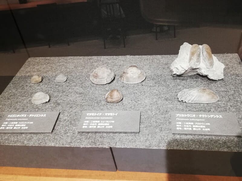 トリゴニオイデス、マツモトイナ、プリカトウニオ