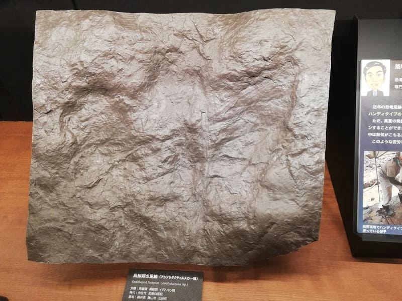 ダイノライブラリー　鳥脚類の足跡 