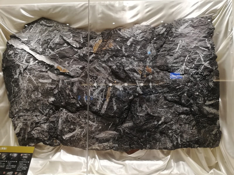 古生代の植物化石