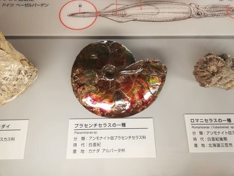 オパール化したアンモナイト