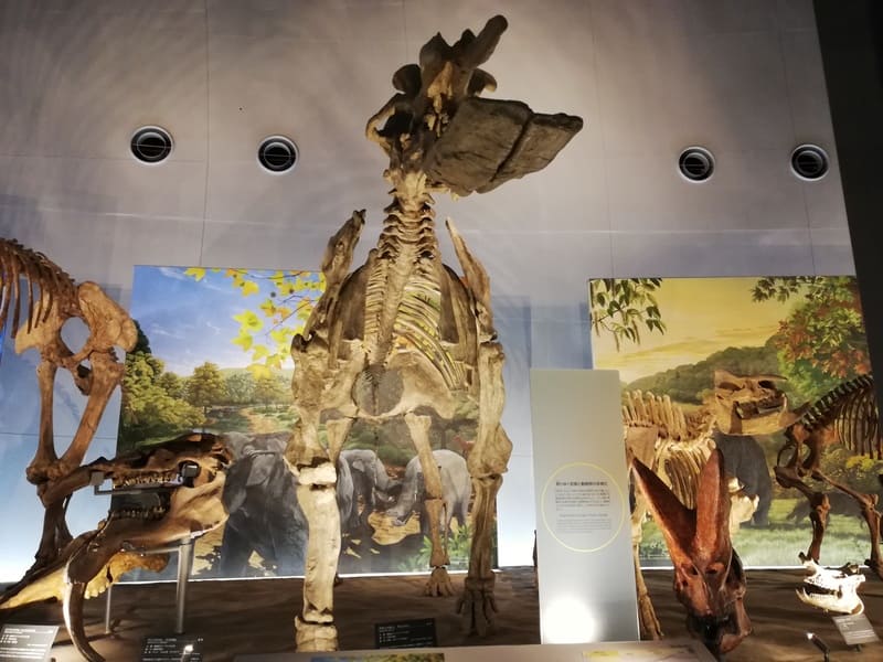 プラティベロドン