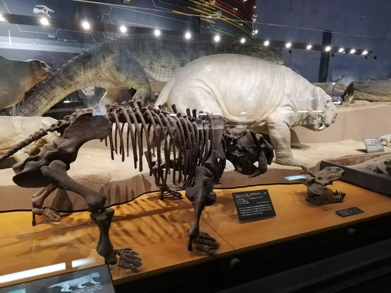 シノカンネメイエリア