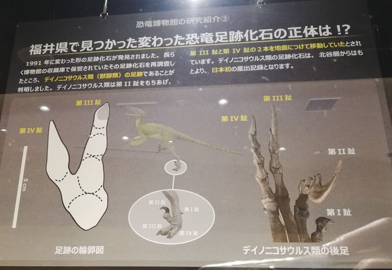 福井県で見つかた変わった恐竜足跡化石の正体は！？ 