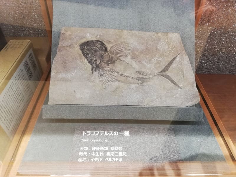 トラコプテリスの一種