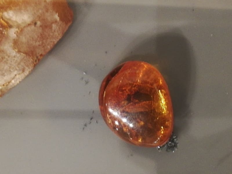 琥珀の中の虫化石