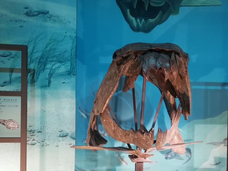 ダンクルオステウス