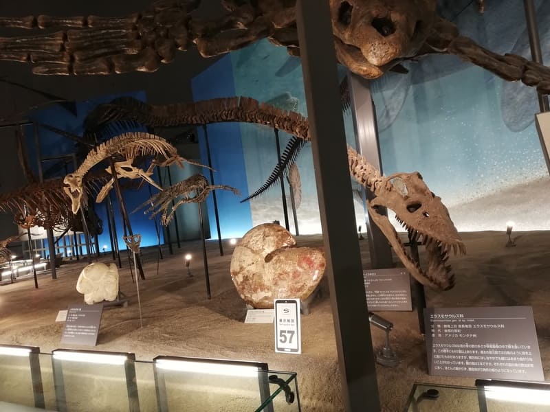 エラスモサウルス