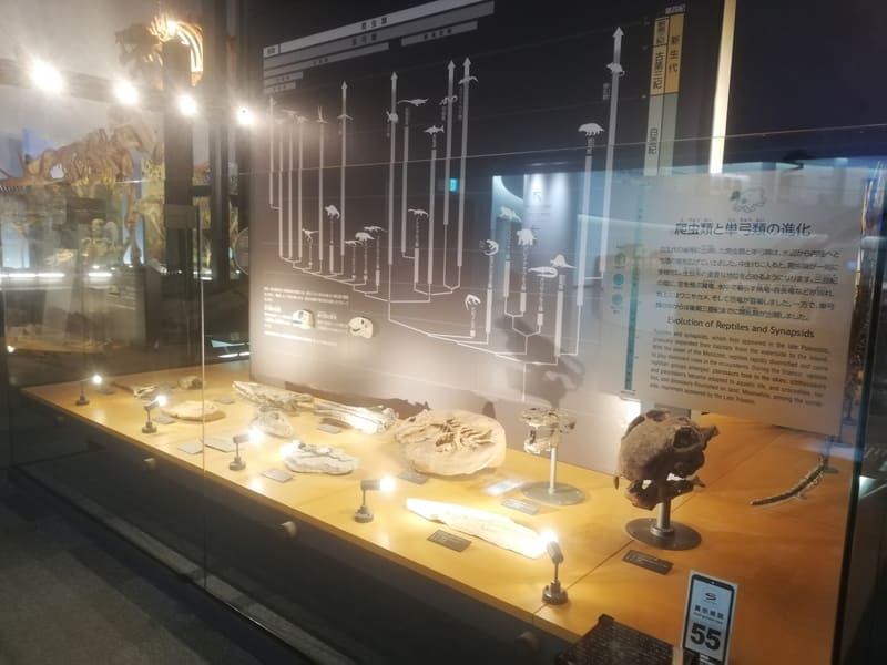 爬虫類と単弓類の進化